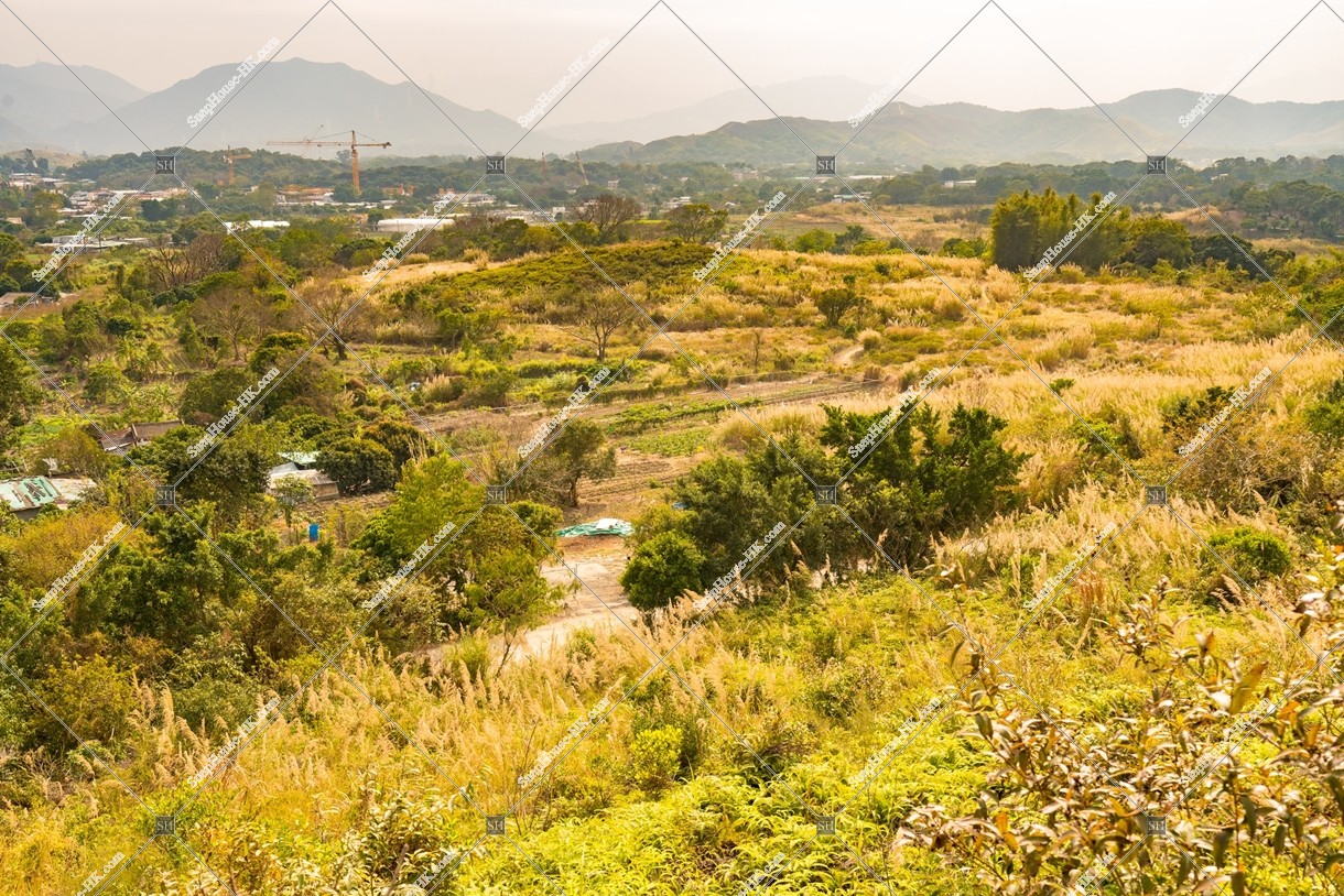 坪洋 草原の風景 その②