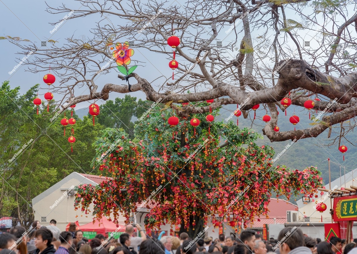 大埔林村 許願樹 その⑥