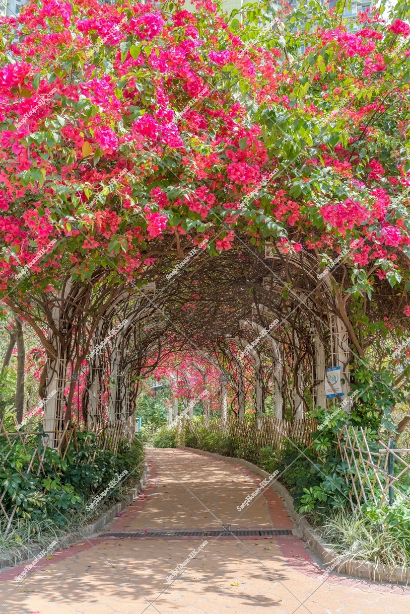 深水埗 ブーゲンビリア（簕杜鵑）の花 その②