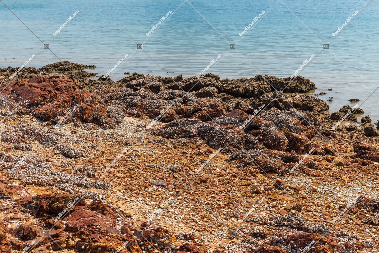 馬屎洲 海岸の風景 その⑦