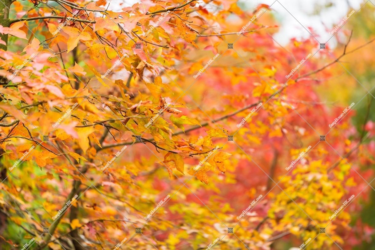 元朗大棠 紅葉の景色 その⑱