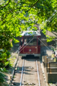 ピークトラムと木のトンネル