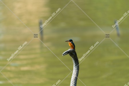 青衣公園 カワセミ