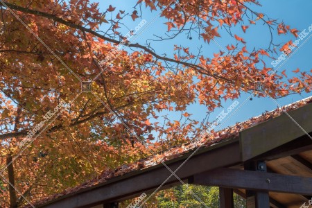 元朗大棠 紅葉の景色 その⑥