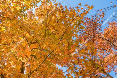 元朗大棠 紅葉の景色 その⑨
