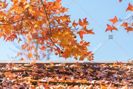 元朗大棠 紅葉の景色 その⑪