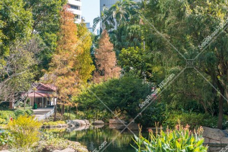 秋の香港公園 池と紅葉した木々 その②