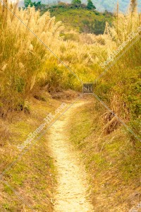 坪洋 草原の風景 その⑤