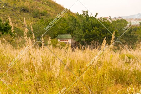 坪洋 草原の風景 その⑦