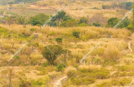 坪洋 草原の風景 その⑨