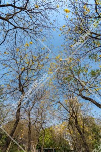 南昌公園 黄花風鈴木 その⑨