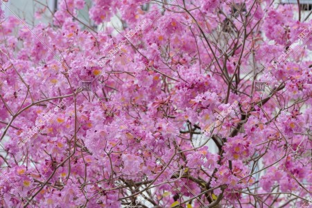 葵芳 紅花風鈴木の花 その⑥