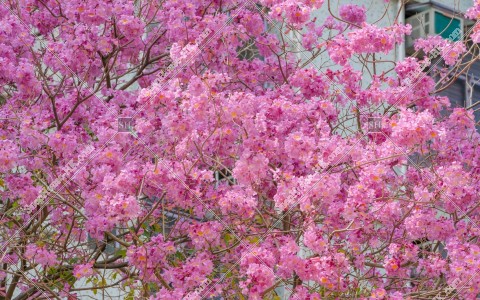 葵芳 紅花風鈴木の花 その⑧