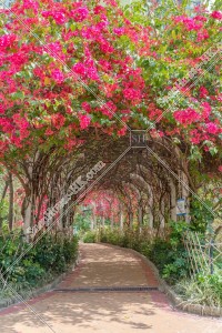 深水埗 ブーゲンビリア（簕杜鵑）の花 その②