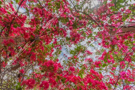 深水埗 ブーゲンビリア（簕杜鵑）の花 その⑤
