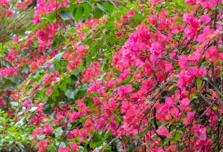 深水埗 ブーゲンビリア（簕杜鵑）の花 その⑨