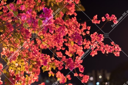 夜のブーゲンビリア（簕杜鵑）の花