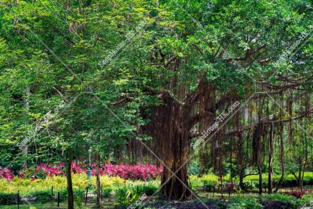 香港迪士尼樂園度假區 幻想道の風景 その③