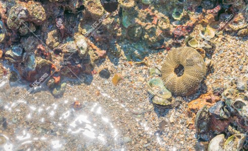 馬屎洲の海と雜色角孔海膽 その②