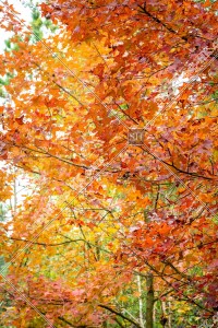 元朗大棠 紅葉の景色 その㉑