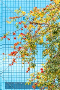 九龍灣 キワタ（木棉）の花 その⑤