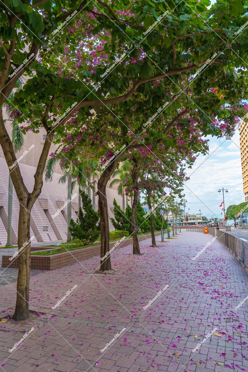 Bauhinia x blakeana in the city area, No.2