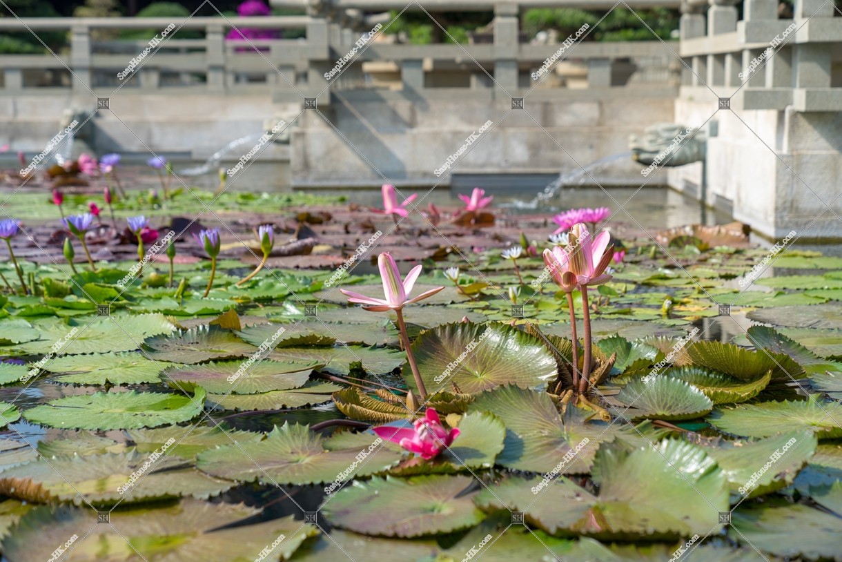 Lotus Pond, Chi Lin Nunnery, No.4