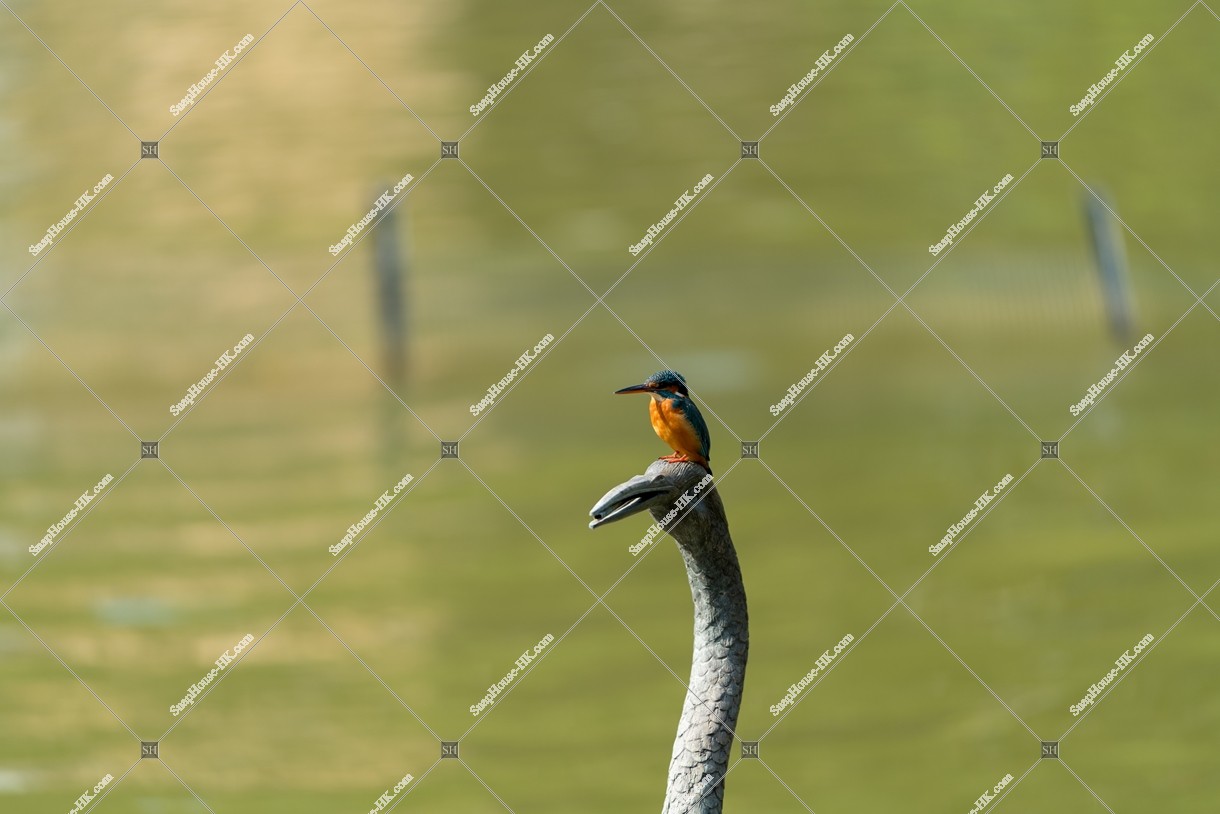 Kingfisher, Tsing Yi Park