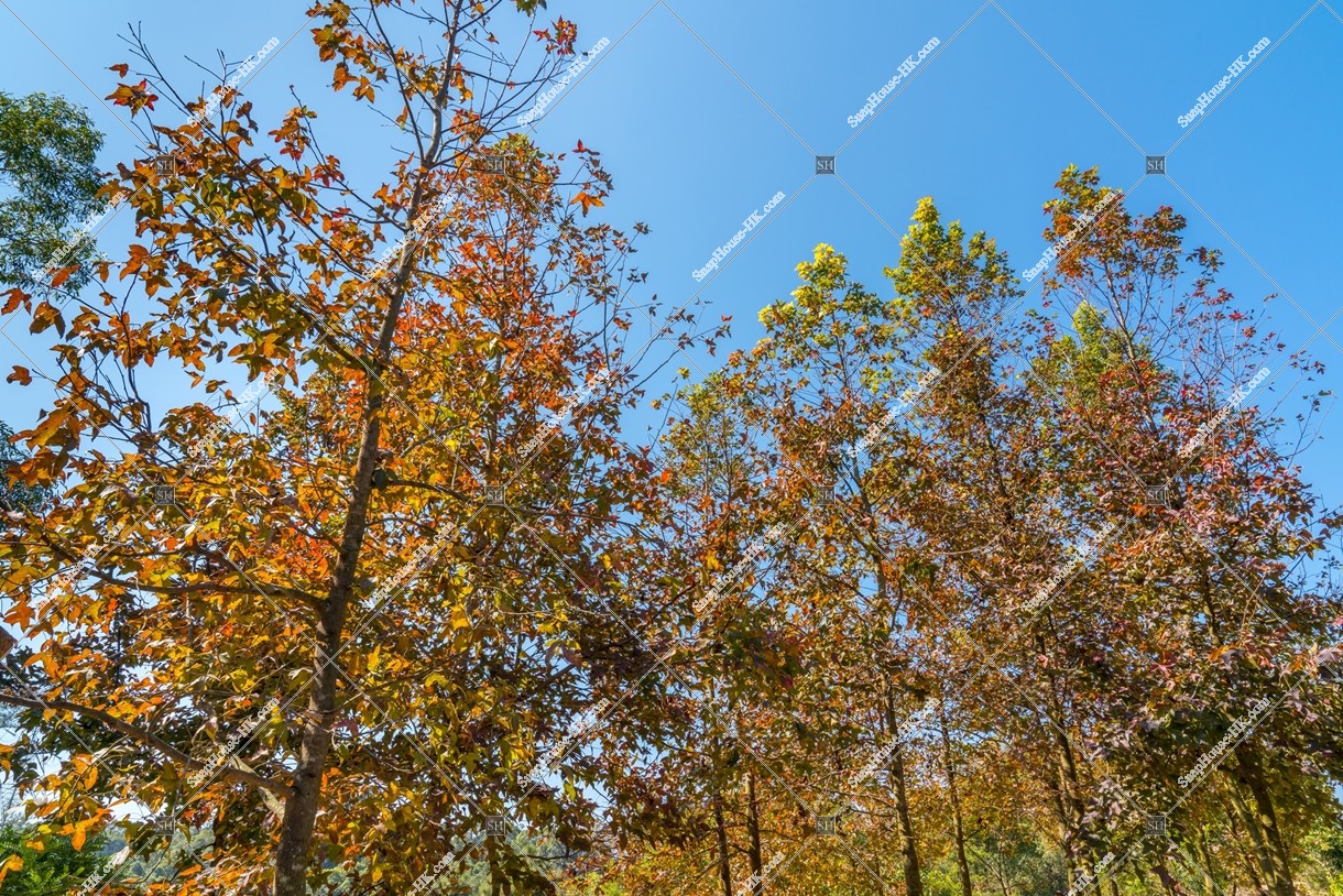 View of autumn leaves ,Tai Tong, Yuen Long, No.1