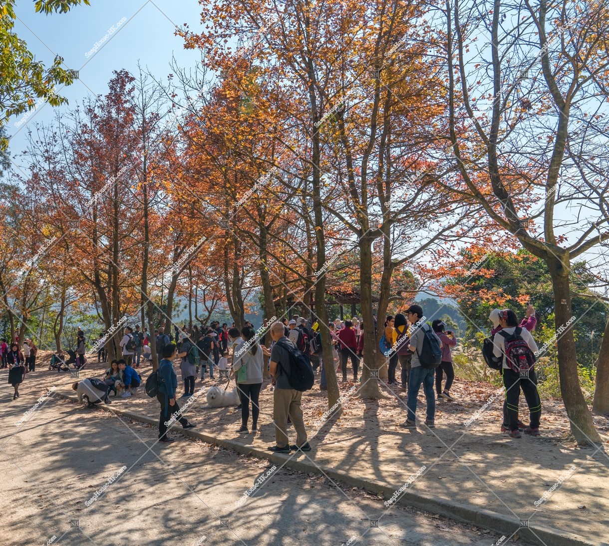 View of autumn leaves ,Tai Tong, Yuen Long, No.5