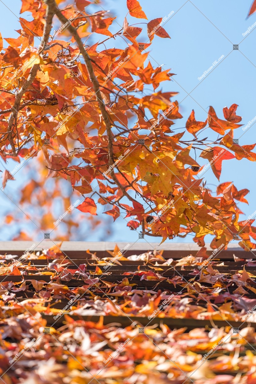 View of autumn leaves ,Tai Tong, Yuen Long, No.10