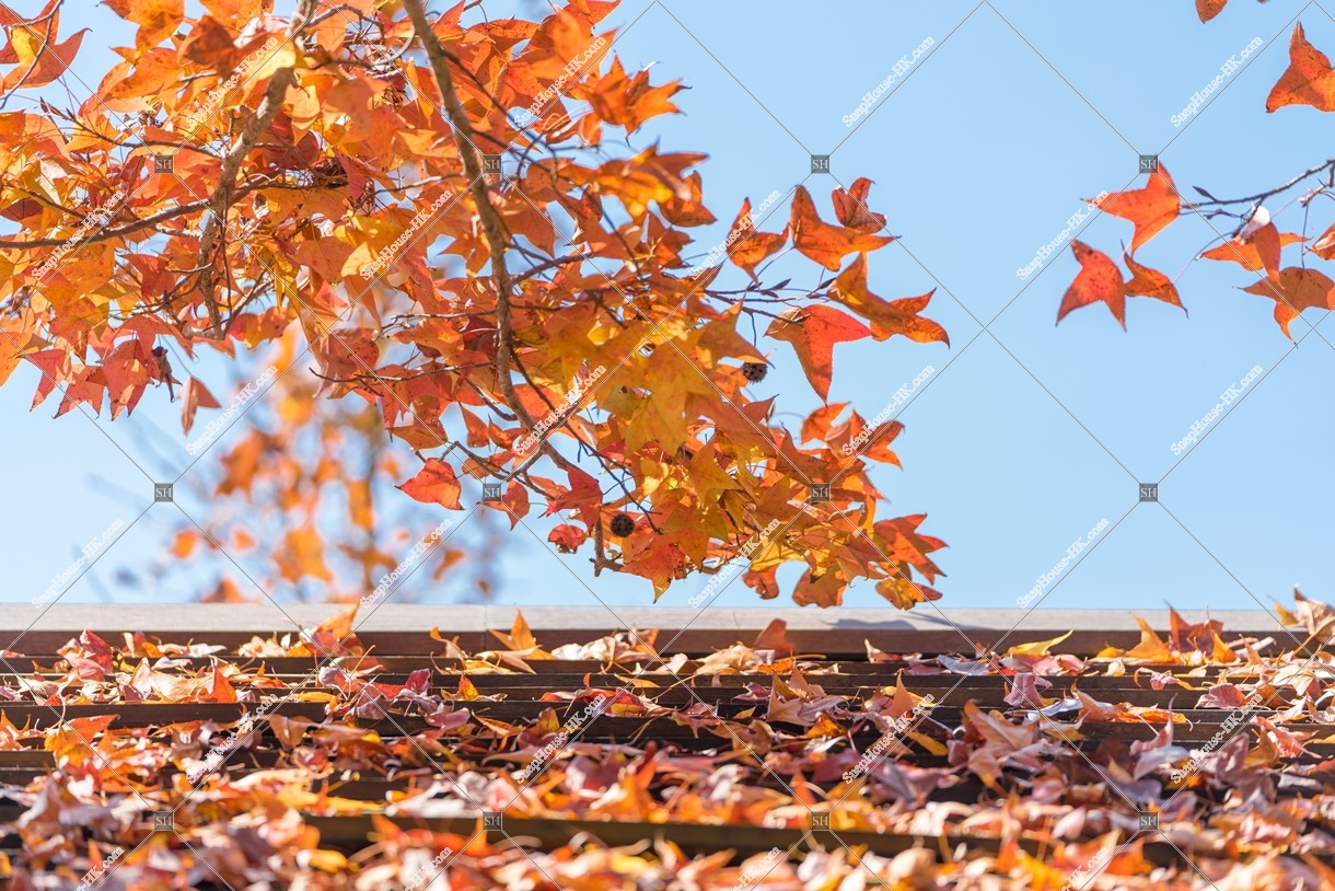 View of autumn leaves ,Tai Tong, Yuen Long, No.11