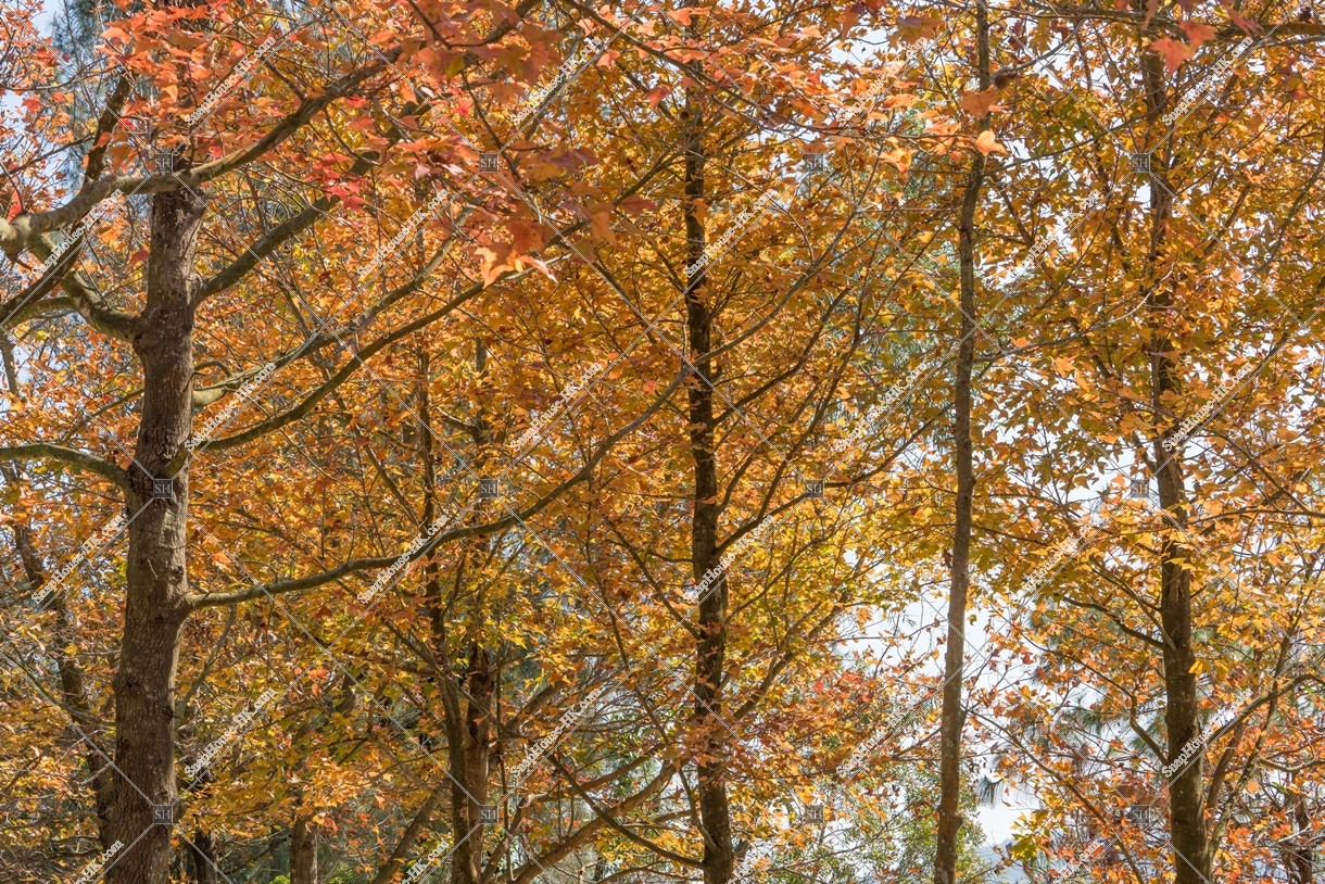 View of autumn leaves ,Tai Tong, Yuen Long, No.12