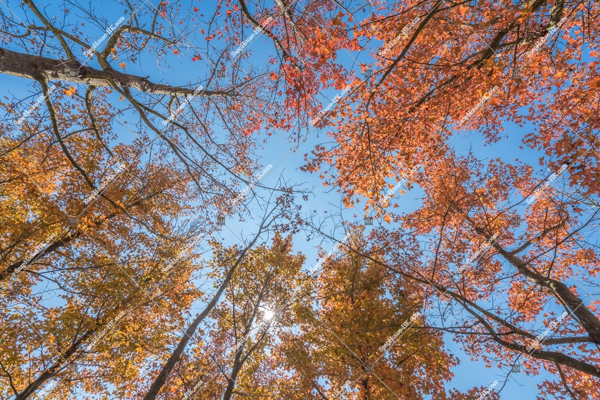 View of autumn leaves ,Tai Tong, Yuen Long, No.13
