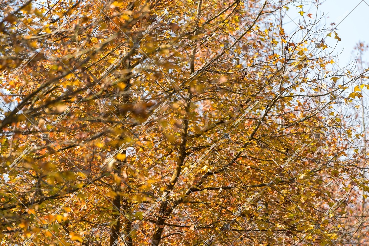 View of autumn leaves ,Tai Tong, Yuen Long, No.15