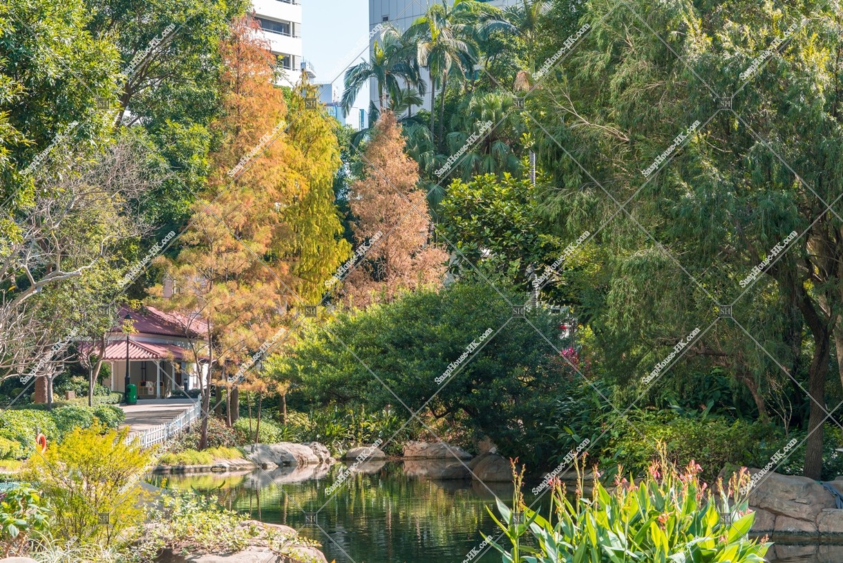 Autumn of Hong Kong Park and autumn leaves under the trees No.2