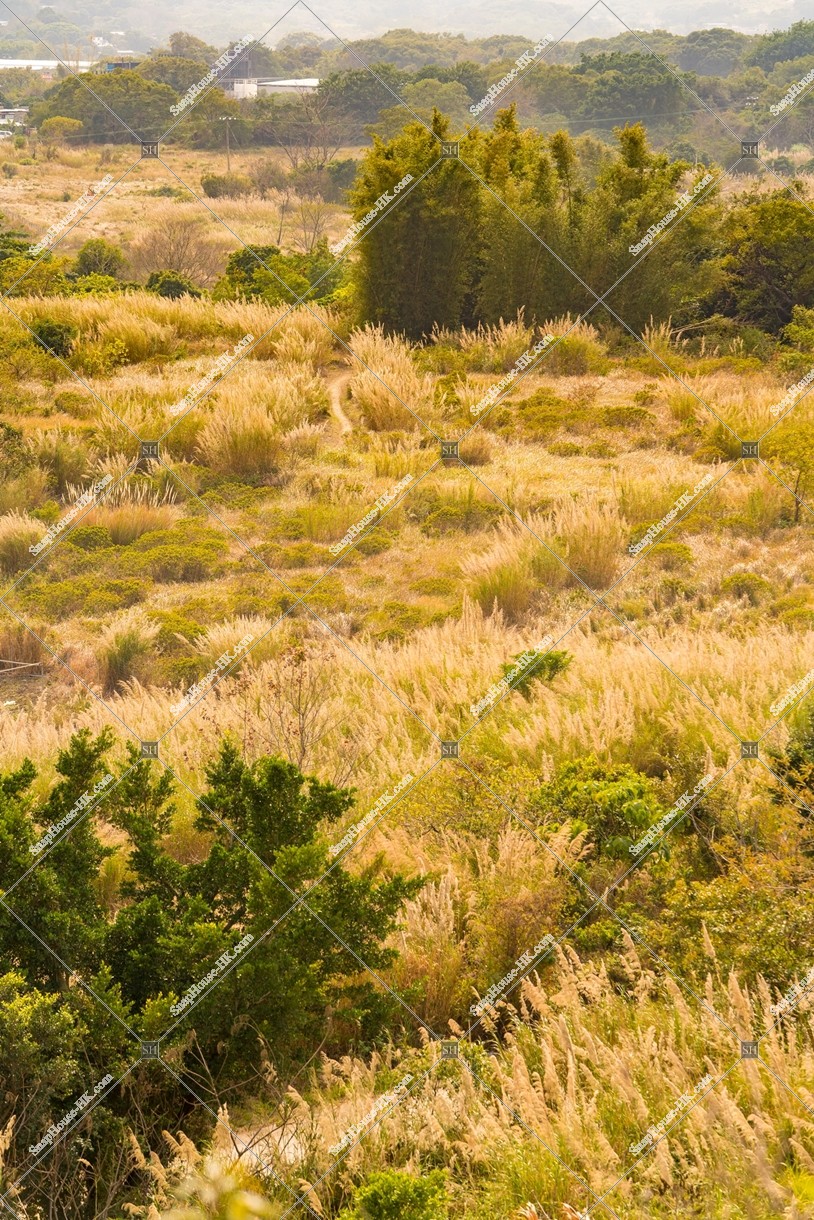 View of the grass field, Ping Yeung, No.3