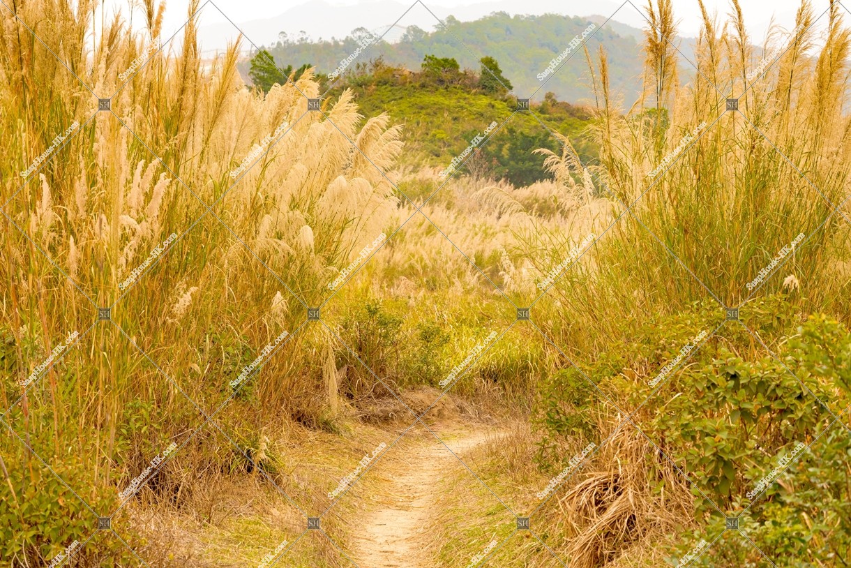 View of the grass field, Ping Yeung, No.6