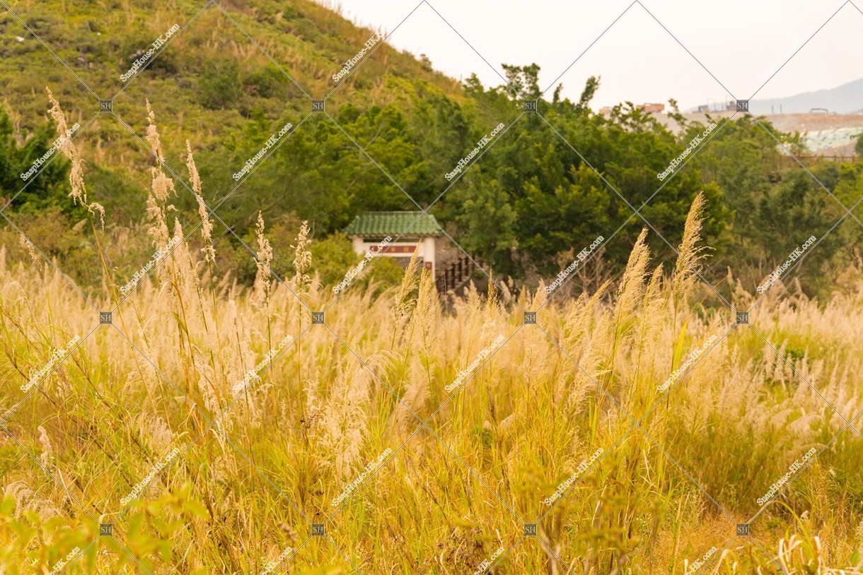 View of the grass field, Ping Yeung, No.7
