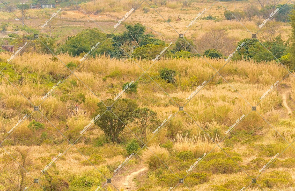 View of the grass field, Ping Yeung, No.9