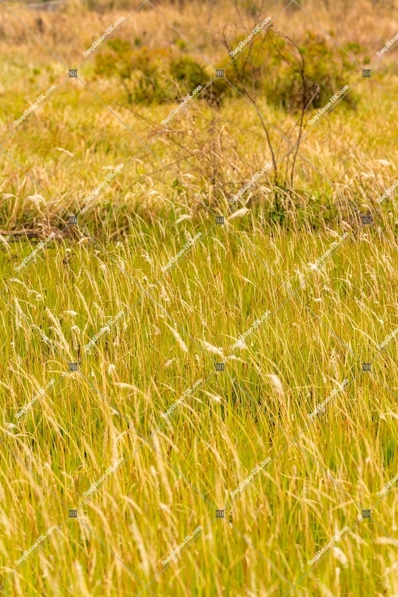 View of the grass field, Ping Yeung, No.17