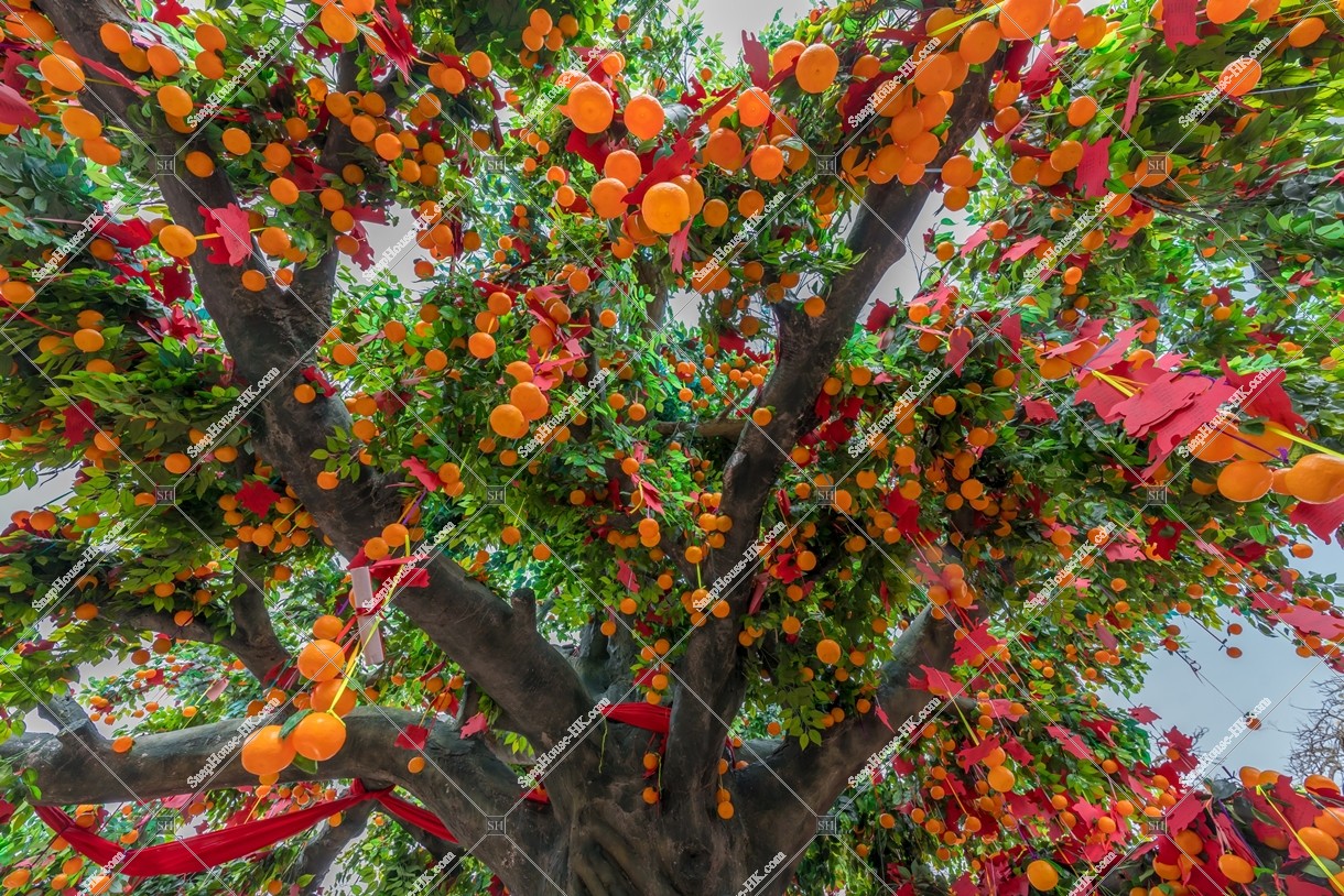 Wishing Trees, Lam Tsuen, Tai Po, No.4