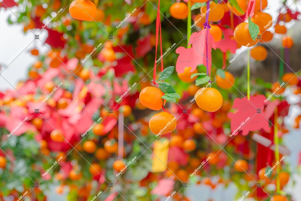 Wishing Trees, Lam Tsuen, Tai Po, No.5