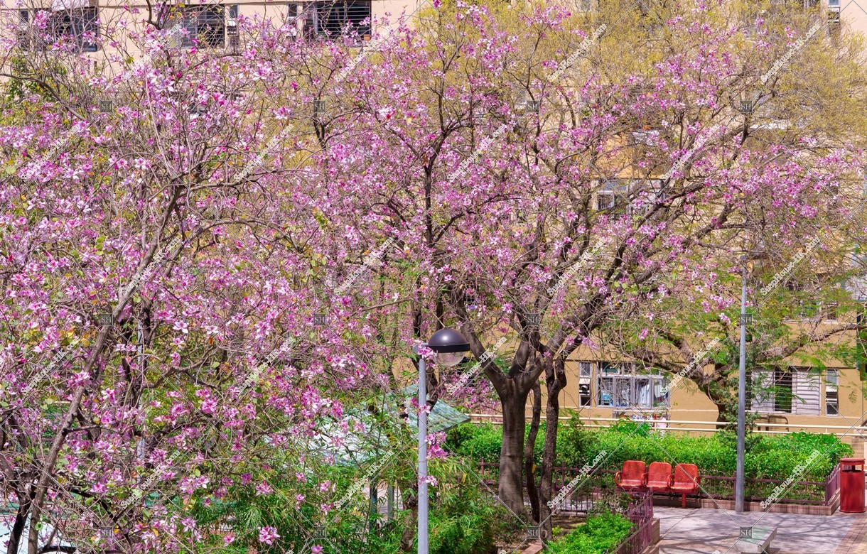 Bauhinia x blakeana blooming in residential area