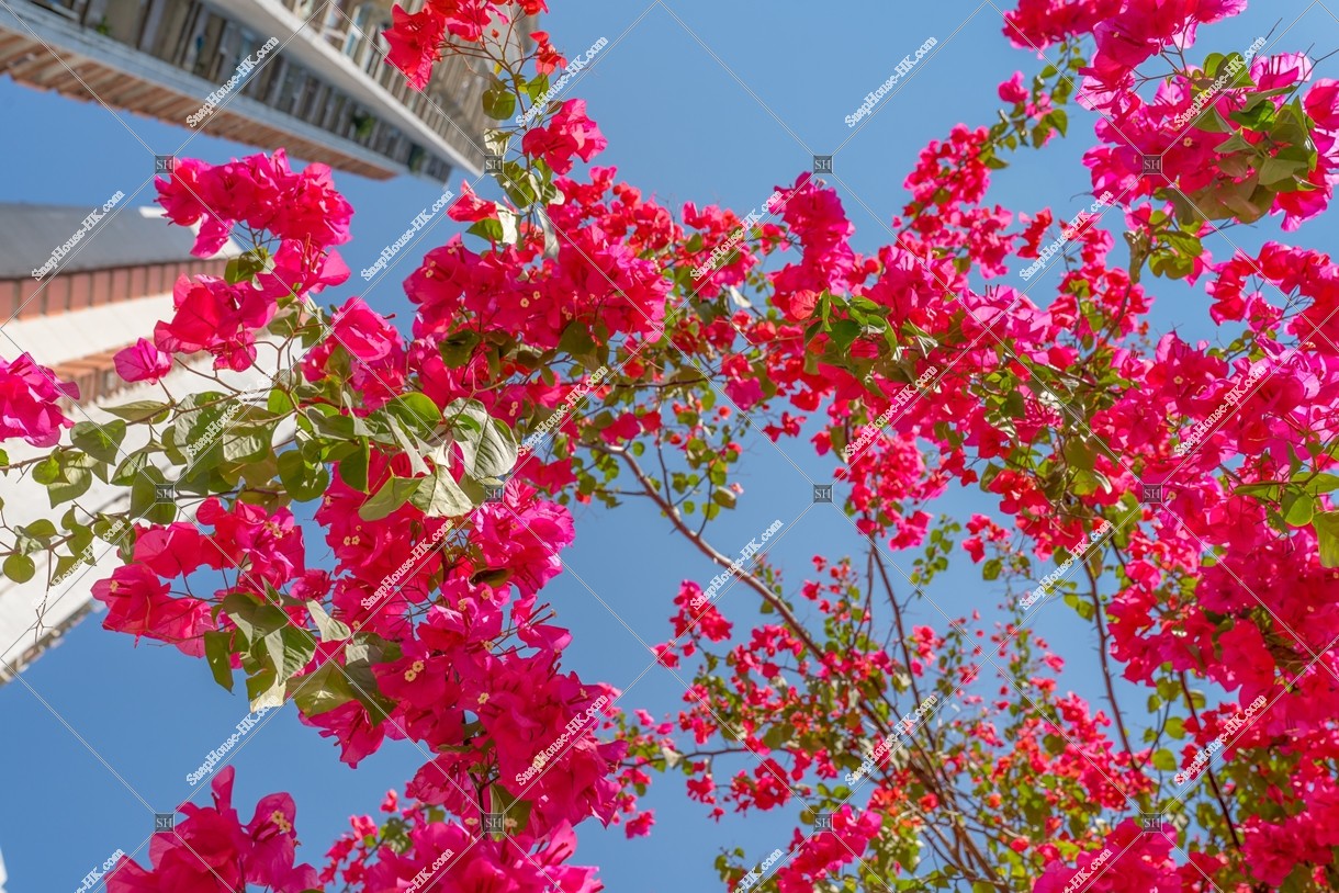 Bougainvillea, No.1