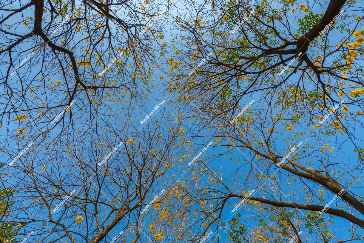 Tabebuia chrysotricha at Nam Cheong Park, No.10