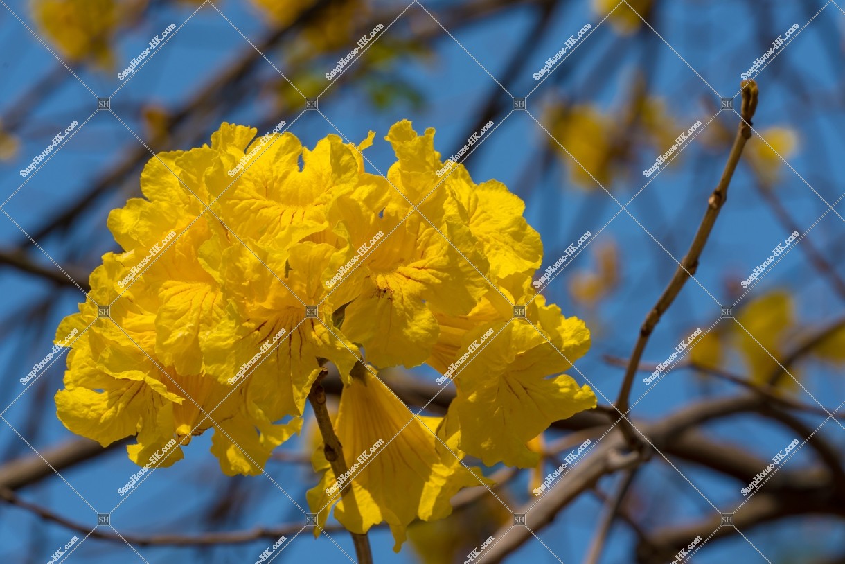 Tabebuia chrysotricha at Nam Cheong Park, No.18