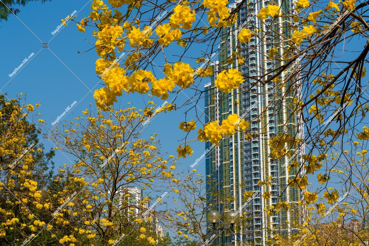 Tabebuia chrysotricha at Nam Cheong Park, No.19
