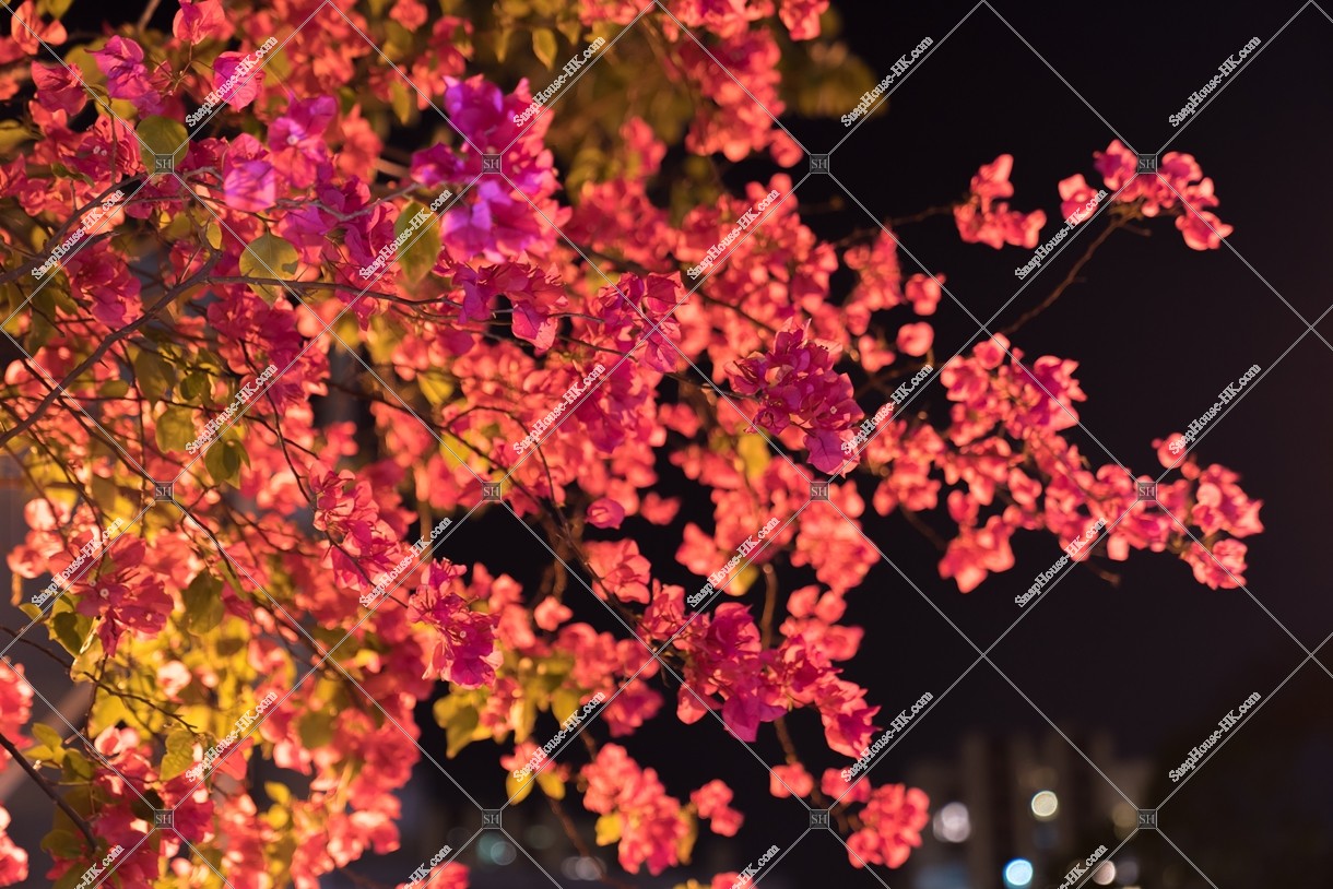 Bougainvillea at night