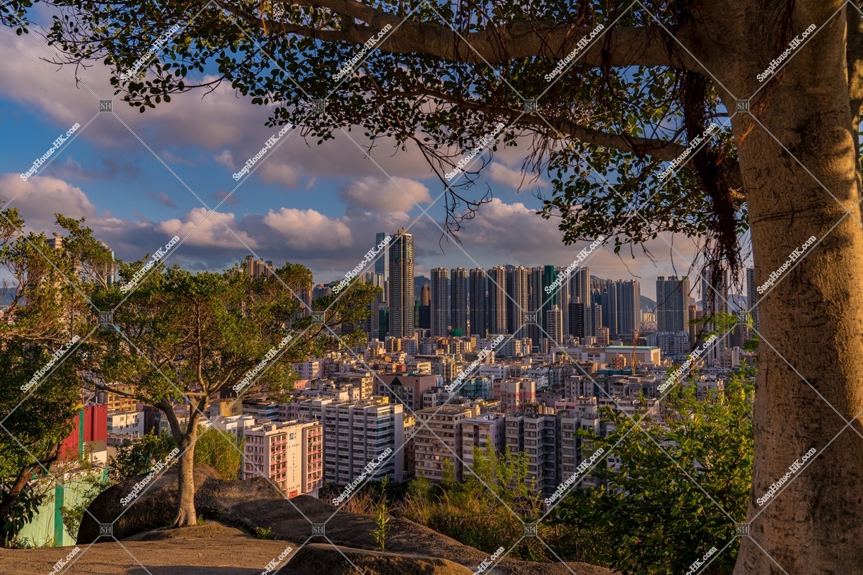 View of Sham Shui Po with tree, No.1